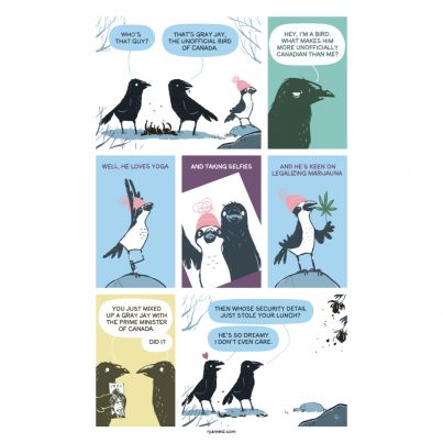 Crows Meet Gray Jay